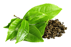 Suchý extrakt z listov zeleného čaju